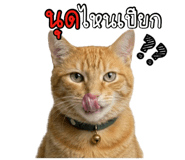 823115144