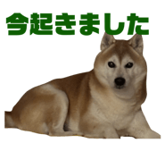 823169212