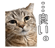 823206278