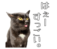 823206288