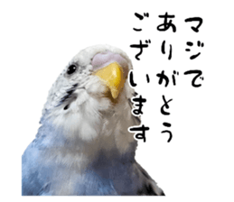 823312715