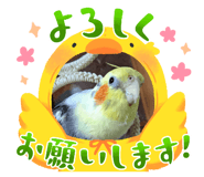823333562