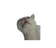 823393029