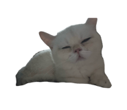 823393030