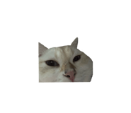 823393063