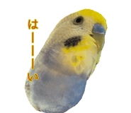 823426462