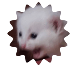 823433134