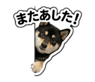 823614175