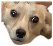 823626550