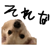 823626558