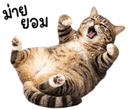823643750
