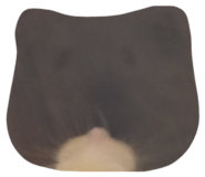 824342802