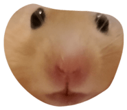 824342805