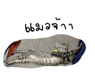 824580372