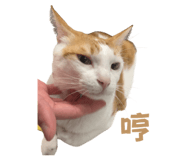 824704067