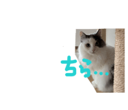824775485