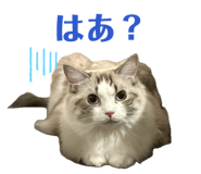 824836532