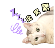 825030677