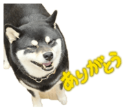 825346644