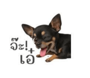 825441630