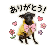 825537977