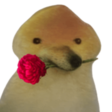 ลายที่ 51