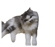 825797100