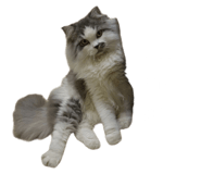 825797101