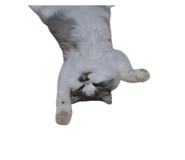 825797102