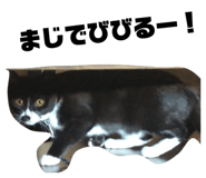 825845300