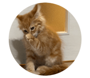 825865871