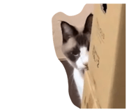 825880917