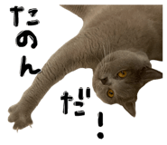 826073925