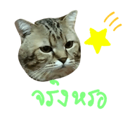 826091206