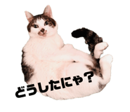 826254185