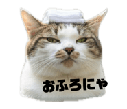 826254187
