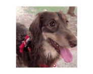 826378668