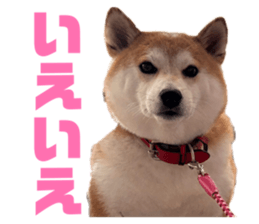 826392561