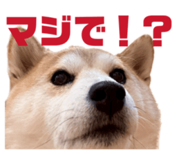 826392578