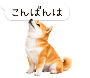 826440427
