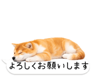 826440431
