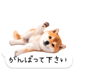 826440433