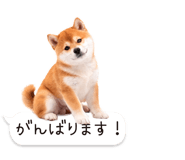 826440434