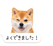 826440435