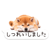 826440437