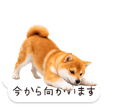 826440441