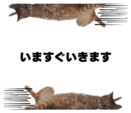 826463815