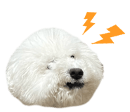 826482852