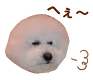 826482857