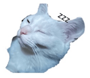 826556705